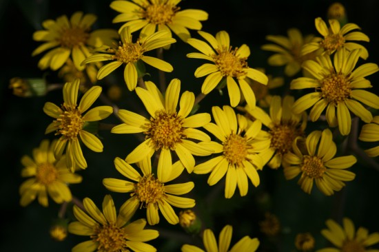 ツワブキの花