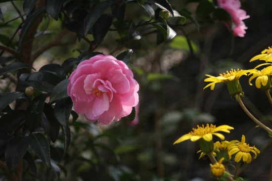 山茶花とかいてサザンカと読む