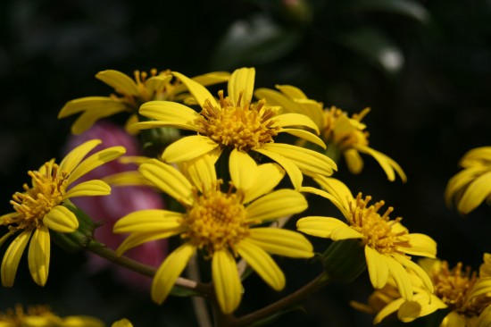ツワブキの花