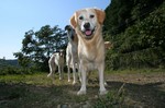 何がしたいの・・。