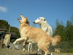 キャ〜チ!!