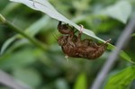 セミの抜け殻。
