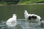 第2陣のロー&アルテミス