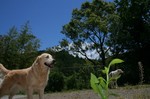 もう夏がそこまで来ています