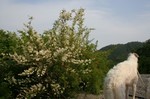 川にも綺麗な花が・・