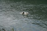 まだ川は濁ってますだ