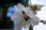 とても良い香りの花。