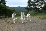 新旧合同運動会