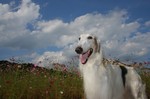 また来たですだ。