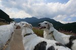 さぁ、歩くですだ!