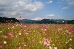 今年もコスモスを見に行きました。でも、花はもう終わりかけ・・