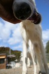 石は食べちゃダメ!