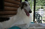 borzoi