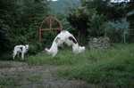 テラ「相変わらずの兄妹です。」