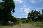 暑い日になりました。