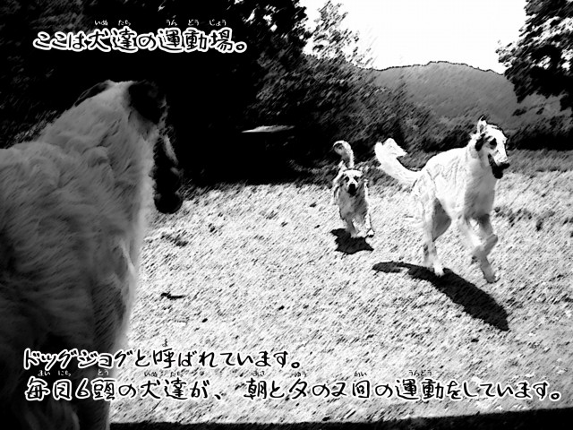 ボルゾイとお付きの超田舎的生活物語2