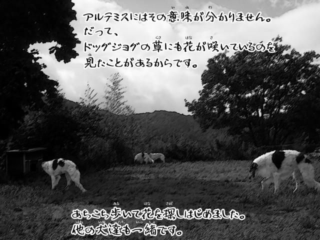 ボルゾイとお付きの超田舎的物語 11