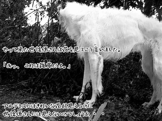 ボルゾイとお付きの超田舎的物語 14