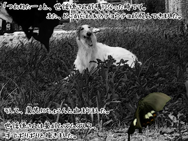 ボルゾイとお付きの超田舎的物語 24