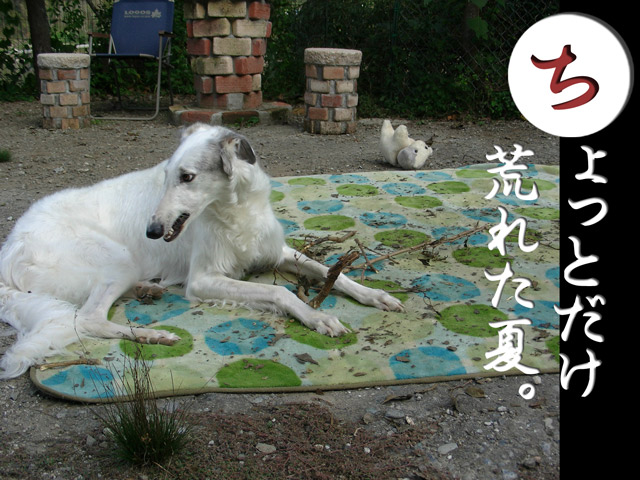 荒れたボルゾイ