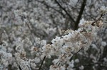 もう、この雨で花も散りそうです。