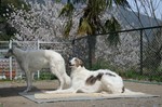 さくらんぼの花