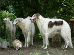 でも、何故かテラはコボルに人気。