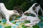 狩りごっこ