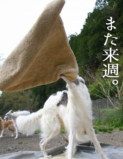 ボル汁が流れるですだ