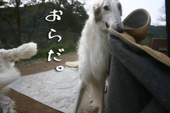 アンダルシアに