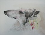 Borzoi シリウスの絵