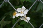 ジョグの花