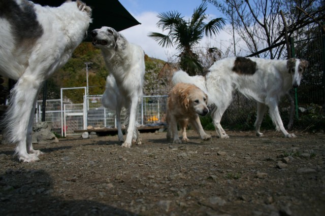 borzoiとマイラ