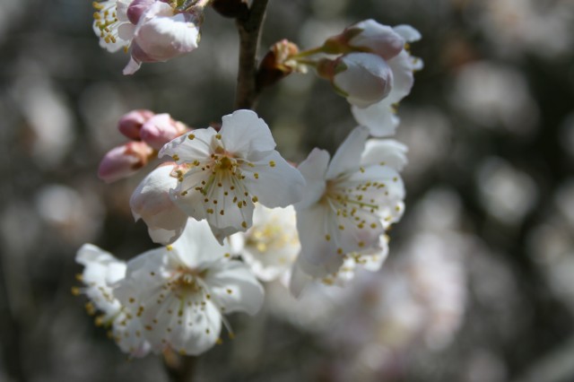 サクランボの花