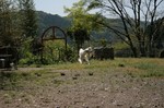 borzoi