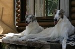 borzoi