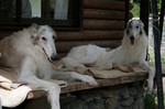おらとエララ borzoi
