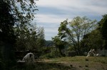 とっくみあい borzoi