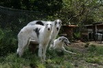 テラコとコボル borzoi